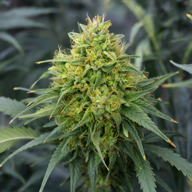 Outdoor macro photograph of the CBG Citrus Nectar Auto flower on a living plant